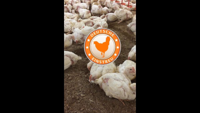 DEUTSCHE EINSTREU